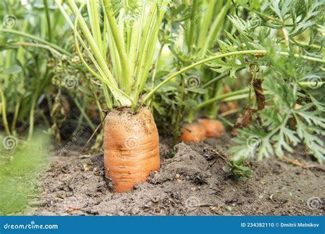 Pianta Di Carota Che Cresce Sul Letto Nel Campo Di Chiusura Di Orti