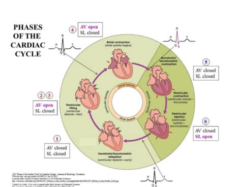 Cardiac Cycle Flashcards Quizlet