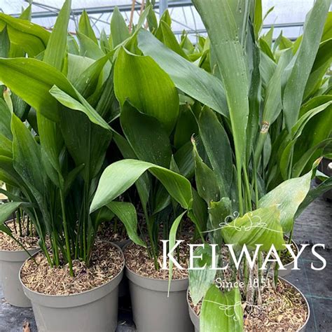 Aspidistra Elatior Kelways Plants Ltd