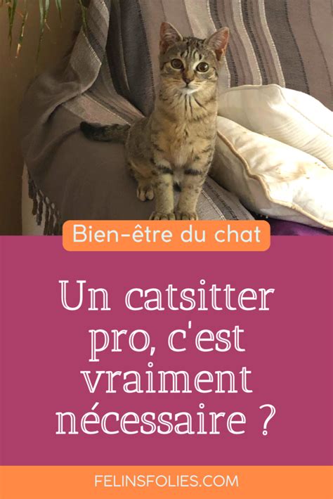 Choisir Un Catsitter Professionnel Et Pourquoi Pas F Linsfolies