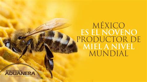 México es el noveno productor de miel a nivel mundial Estrategia Aduanera