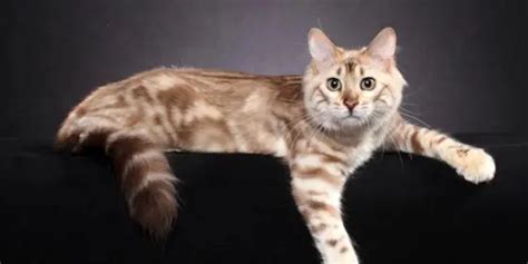 Long Haired Bengal Cat (Cashmere): Information & Overview