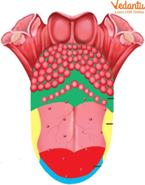 Sense Organs Learn Definition Properties And Facts