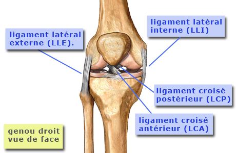 Les Diff Rents Types Des Entorses Du Genou Sant Orthop Dique