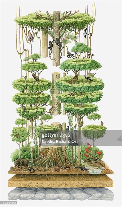 Tropical Rainforest Diagram