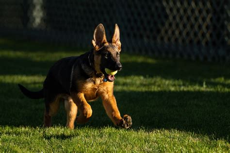 Joe Biden US Präsident begrüßt neuen Hund Commander im Weißen Haus