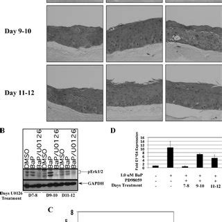 Effects Of Erk1 2 Pathway Inhibition On Viral Titers A Histochemical