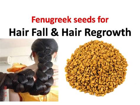 Fenugreek Seeds For Hair Fall And Hair Regrowth Healthy Hair Growth Using Fenugreek Seeds