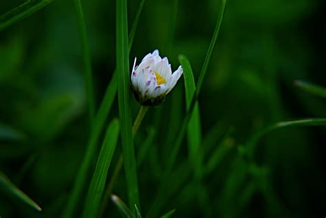 Fotos Gratis Naturaleza C Sped Puesta De Sol Blanco Fotograf A