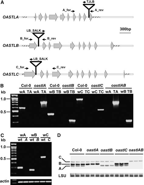 Figure From Analysis Of The Arabidopsis O Acetylserine Thiol Lyase