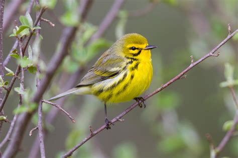 Prairie Warbler Profile Nest Female Song Traits Range