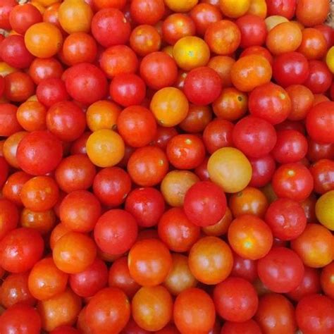 A Grade Red Cherry Tomatoes Packaging Type Box Packaging Size Kg