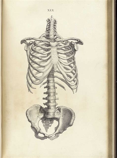 Historical Anatomies On The Web William Cheselden Home