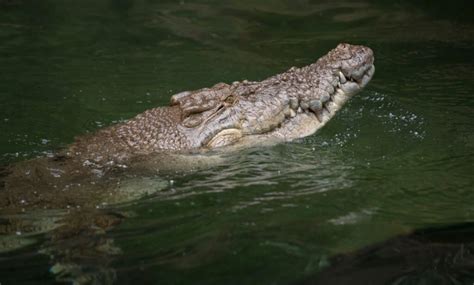 Newly Discovered Crocodile Species Dined On Dinosaur At Least Once