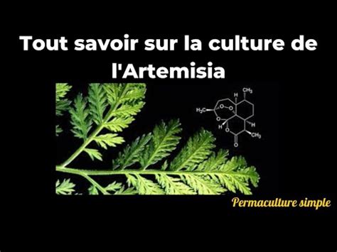 Artemisia Annua Une Plante Aux Multiples Bienfaits