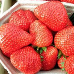 Клубника Элиане - отзывы о сорте, описание, фото