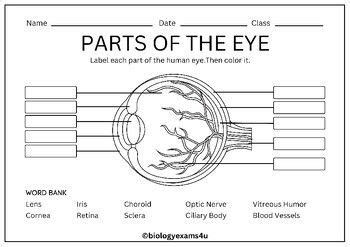 Parts of the Eye Labeling Worksheet, Crossword and Word Search in 2023 ...