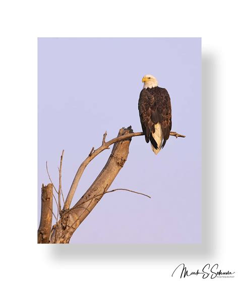 Bald Eaglel At Loess Bluffs National Wildlife Refuge No Flickr