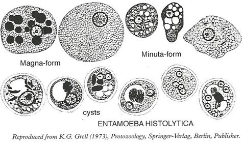 Pin On Parasitology Class Id Pictures