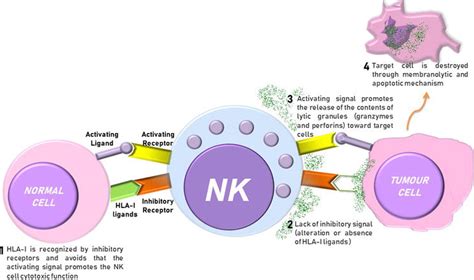 Toll Like Receptors And Natural Killer Cells Intechopen