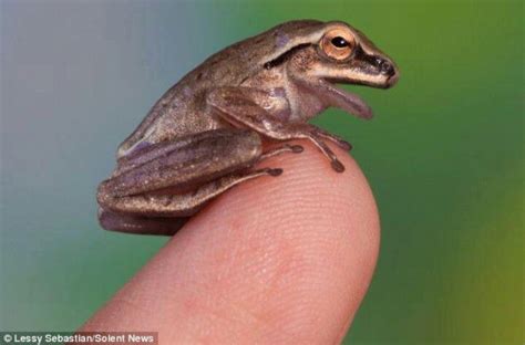 The Smallest Frog In The World