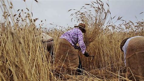 El Mayor Productor De Cereales Promociona Este Cultivo Ancestral