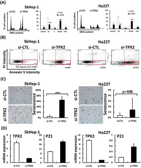 Depletion Of Tpx Increased The Proportion Of Polyploid Cells