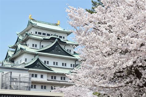 跟著愛知名古屋在地人腳步賞櫻趣 絕不能錯過的私房賞櫻景點