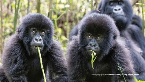 Protecting Rwanda’s mountain gorillas | African Wildlife Foundation