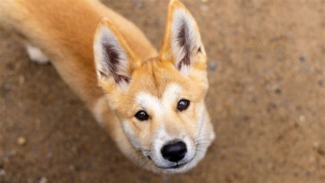 Taronga debuts two adorable Dingo pups | Taronga Conservation Society ...