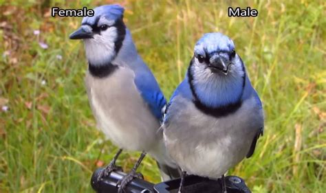 Female Blue Jay Appearance Calls And Nesting