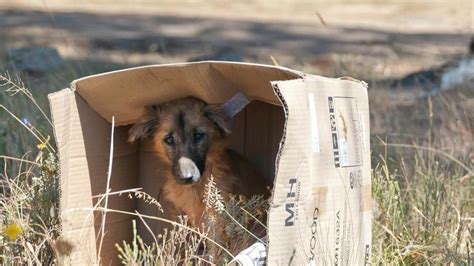 Manevi Bobin Harcamak Razas De Perros Que No Debes Tener En Casa K Tl K