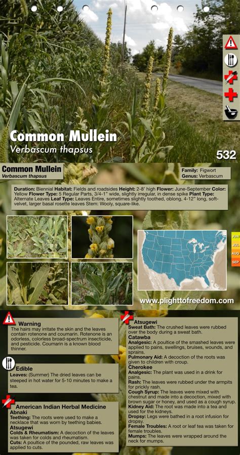 Common Mullein Cautions Edible Medicinal And Other Uses The Cargo