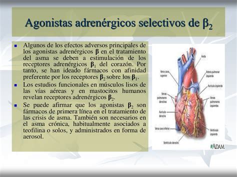 Adrenergicos