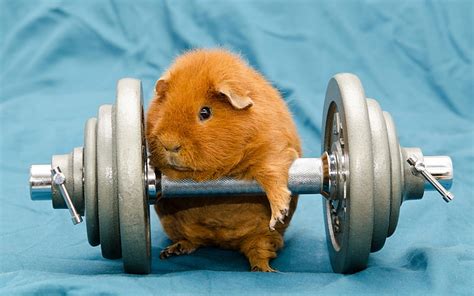 HD wallpaper: brown hamster, humor, animals, dumbbells, gyms, working ...