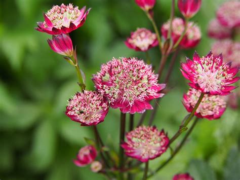 Astrantia Major Moulin Rouge Seeds 2 85 From Chiltern Seeds