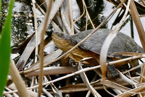 Tortuga De Escudo Africana Pelomedusa Subrufa Reptil