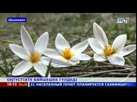 Қазақстанның оңтүстігінде бәйшешек гүлдеді - YouTube