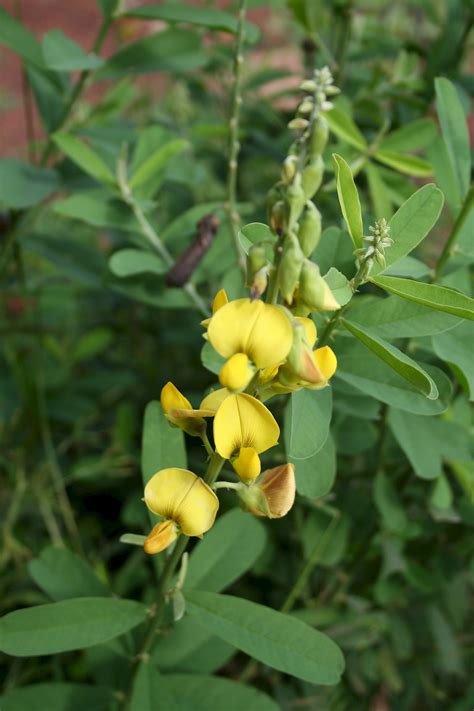 Crotalaria retusa - UF/IFAS Assessment - University of Florida ...