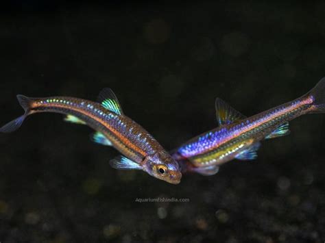 Rainbow Shiner Aquarium Fish India