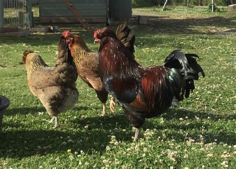 Araucana For Sale | Chickens | Breed Information | Omlet