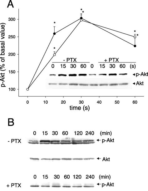 Cxcl12 Induces Akt Phosphorylation With Different Kinetics And Download Scientific Diagram