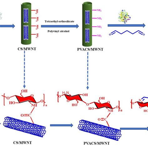 Schematic Illustration Of Laccase Immobilization On Pva Cs Mwnts