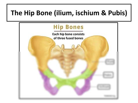 SOLUTION Pelvic Girdle Bones Of Lower Limb Studypool