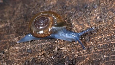 Non Native Glass Snail Gottlieb Native Garden