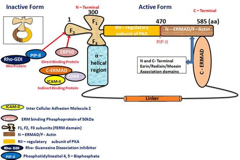 Figure B Schematic Representation Of The Ezrin Radixin And Moesin