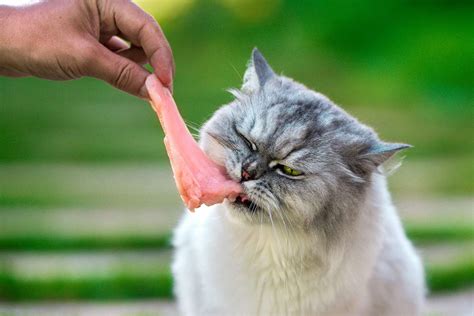 Can Cats Eat Raw Chicken Daily Paws