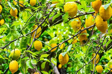 11 Dwarf Fruit Trees You Can Grow In Small Yards