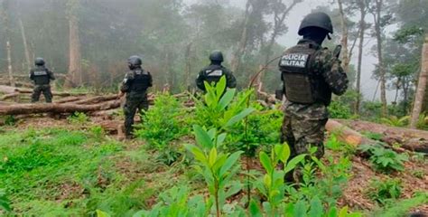 Erradican E Incineran Plantas De Hoja De Coca En Olancho