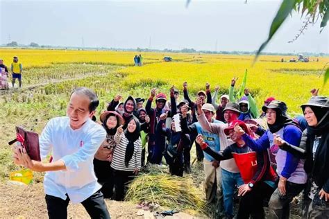 Panen Raya Di Indramayu Presiden Pastikan Produksi Padi Baik Diah